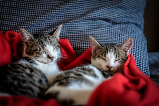 Two adorable kittens peacefully sleeping on a soft red blanket indoors.